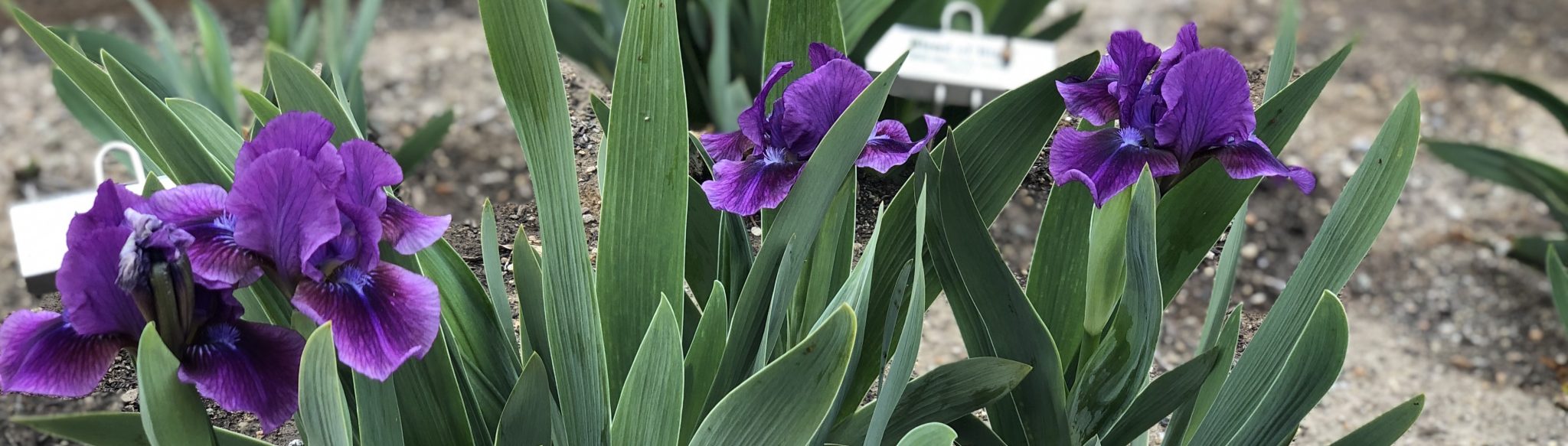 Garden Visit Crafton Hills Iris Farm