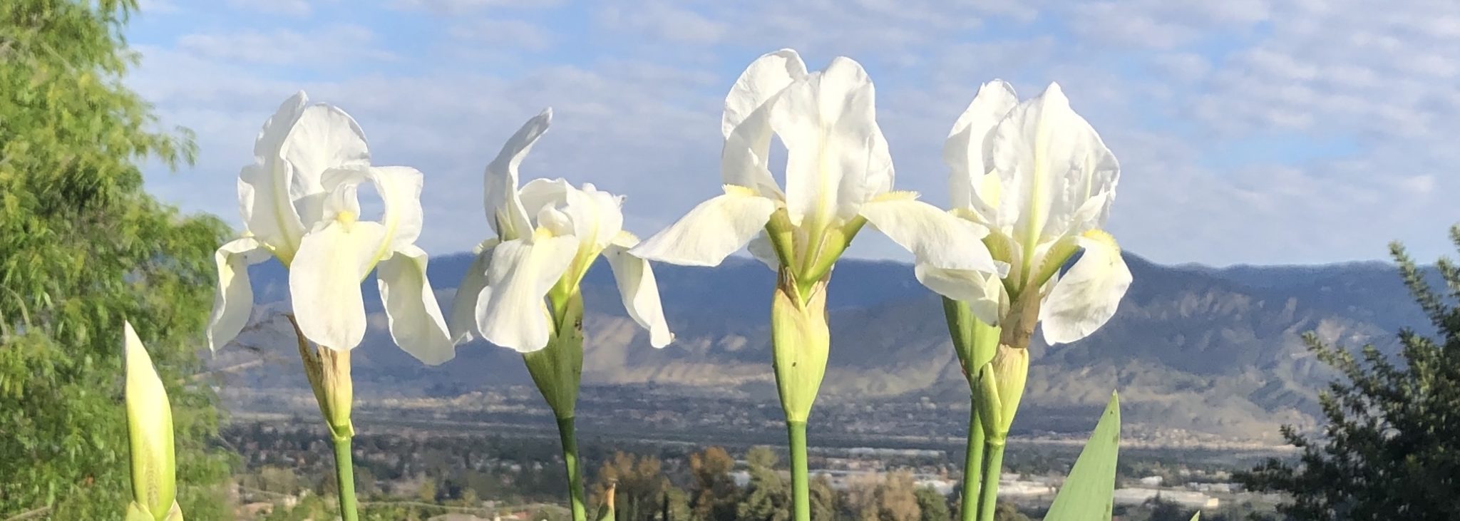 Garden Visit Crafton Hills Iris Farm