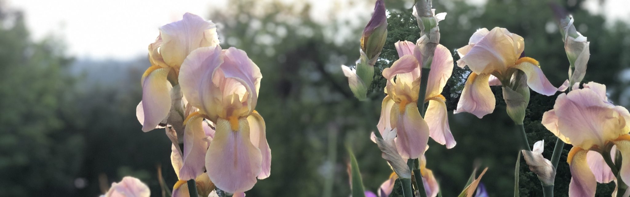 Garden Visit Crafton Hills Iris Farm