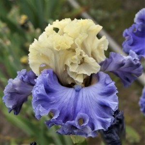 Embellished Iris flower