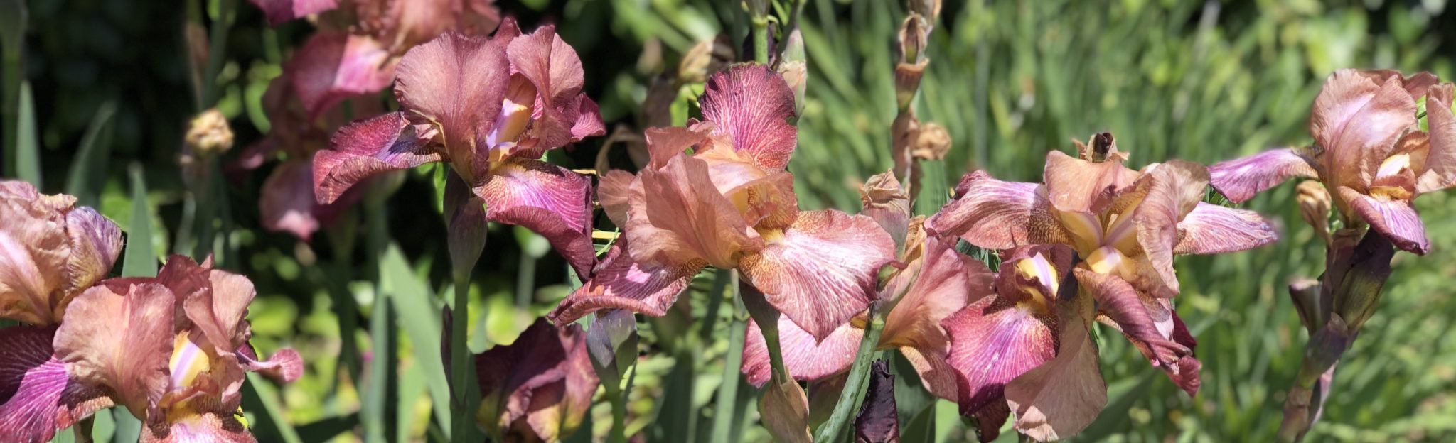 Garden Visit Crafton Hills Iris Farm