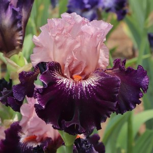 Girls Wanna Have Fun Iris flower