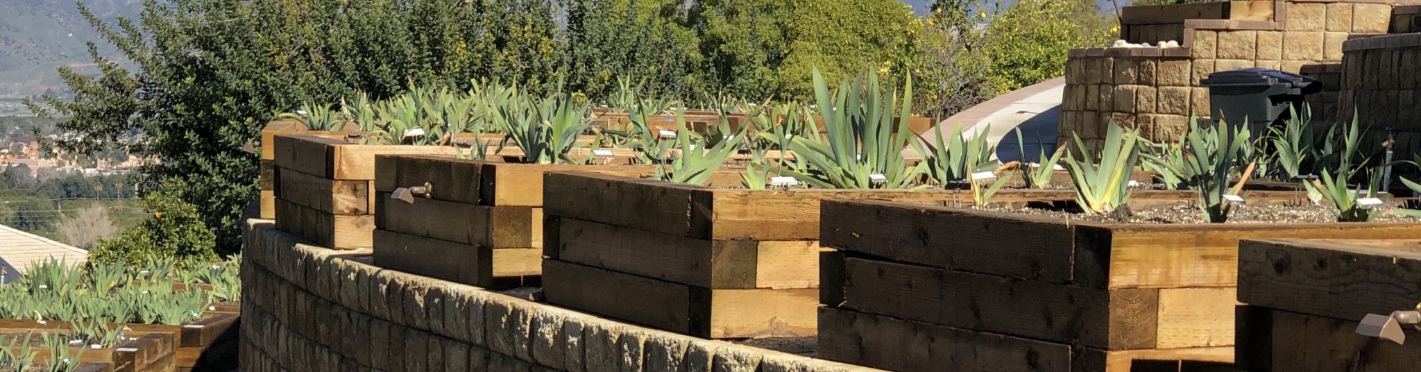 Garden Visit Crafton Hills Iris Farm