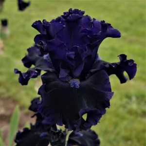 Karakul Iris flower