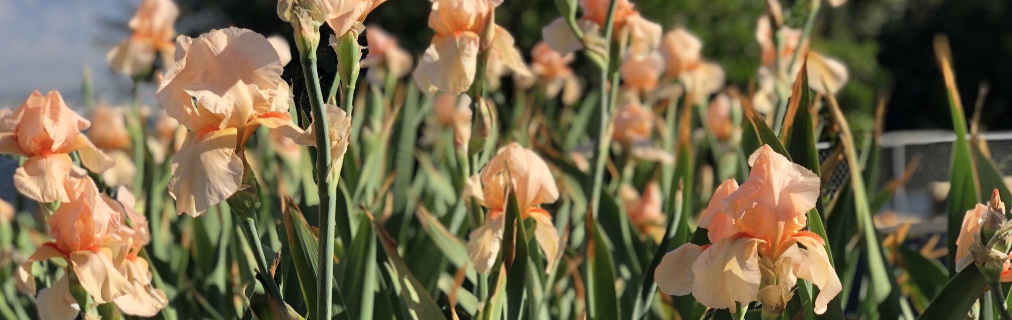 Garden Visit Crafton Hills Iris Farm