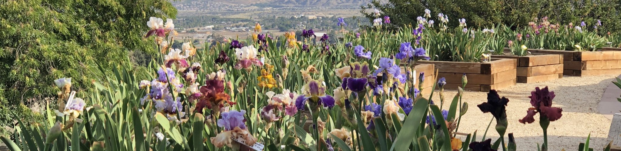 Garden Visit Crafton Hills Iris Farm