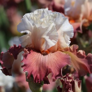 Sending Love Iris flower