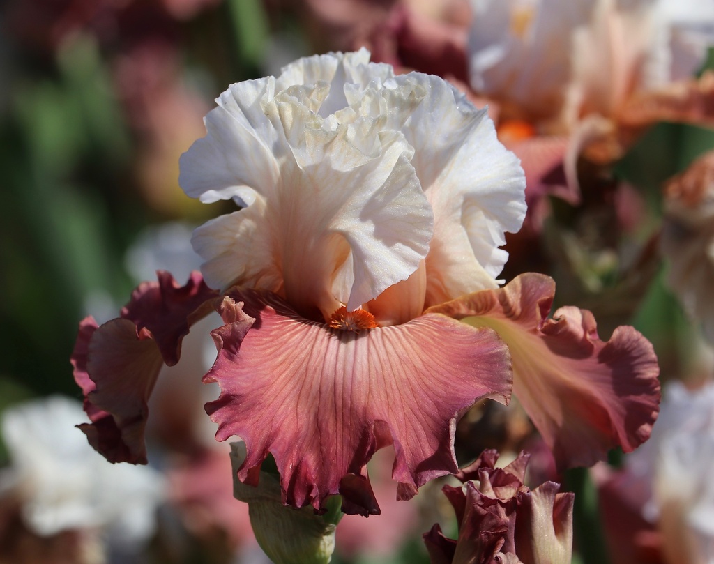 Sending Love Iris flower