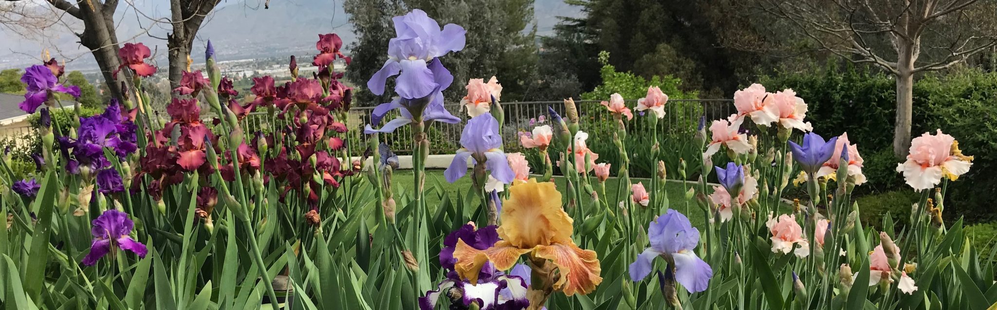 Garden Visit Crafton Hills Iris Farm
