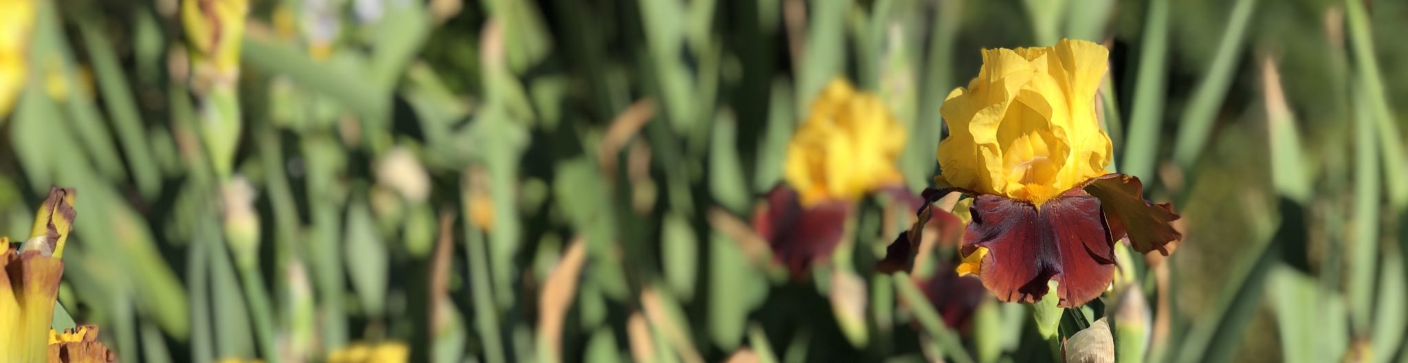 Garden Visit Crafton Hills Iris Farm