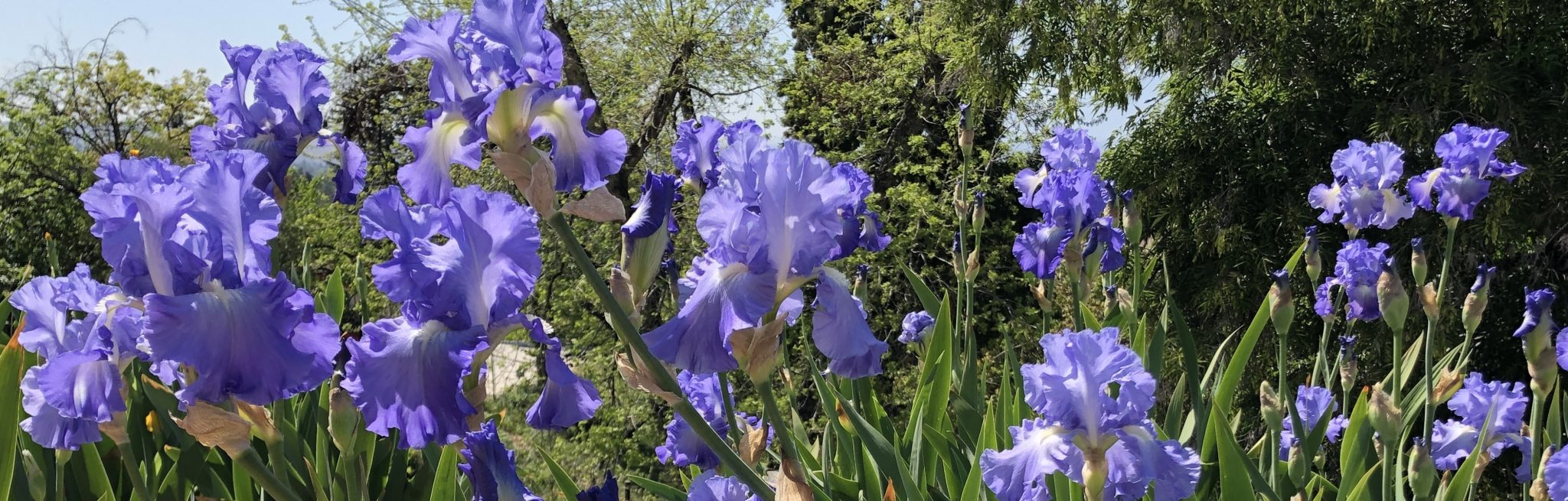 Garden Visit Crafton Hills Iris Farm