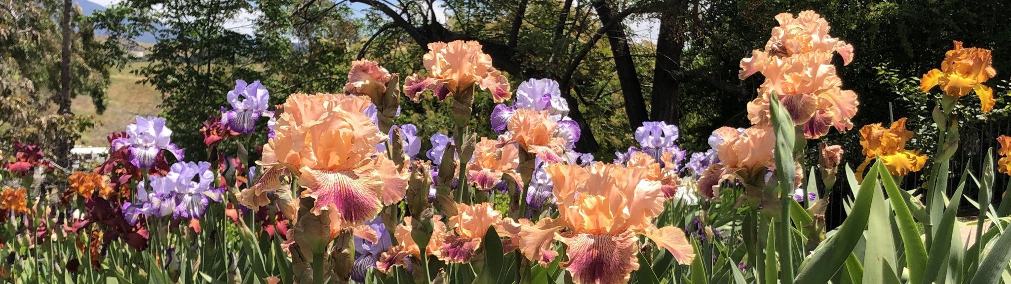 Garden Visit Crafton Hills Iris Farm