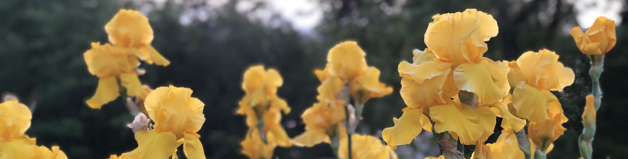 Garden Visit Crafton Hills Iris Farm