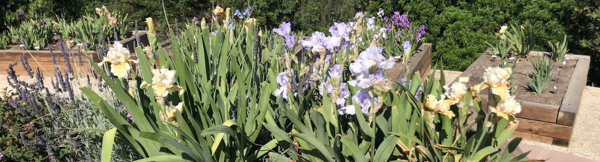 Garden Visit Crafton Hills Iris Farm