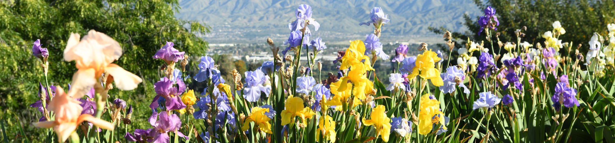 Garden Visit Crafton Hills Iris Farm