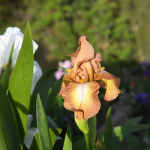 zz Chinquapin Iris flower
