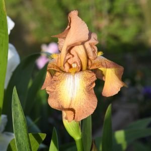 zz Chinquapin Iris flower