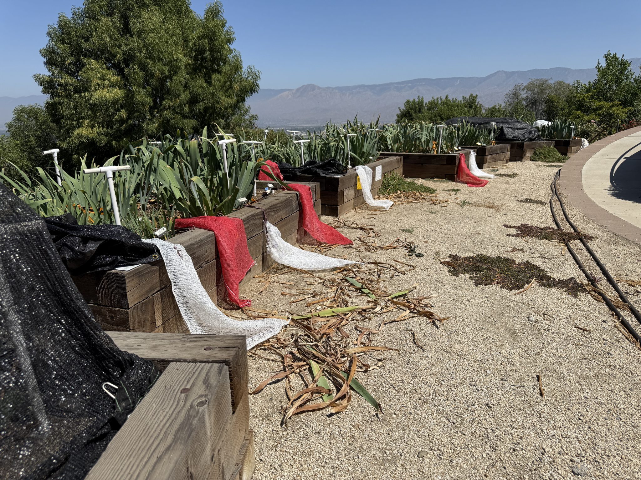 Crafton Hills planting by Volunteers