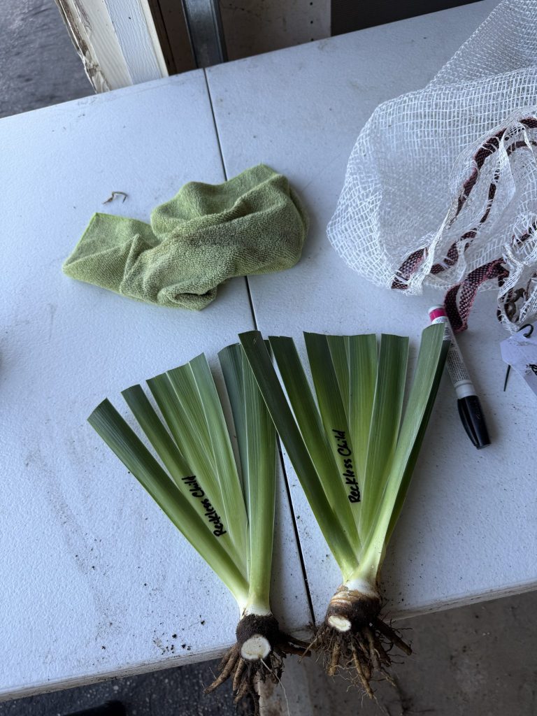 Crafton Hills Iris trimming