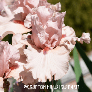 Ballerina's Kiss Iris flower