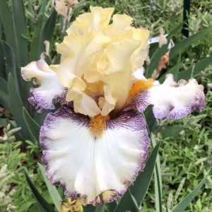 Stitches Iris flower