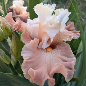 Walk Right Back Iris flower