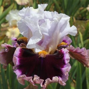 When Doves Cry Iris flower