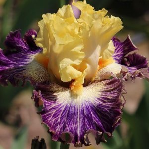 Dare To Be Different