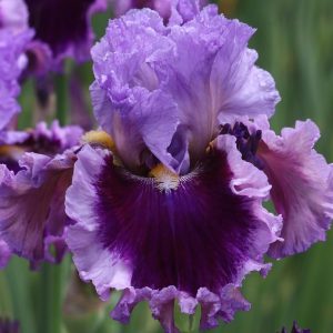 Strike A Chord Iris flower