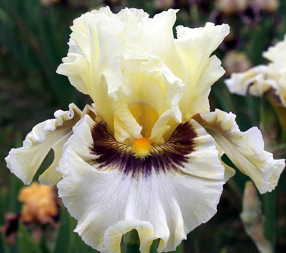 Truth or Dare Iris flower