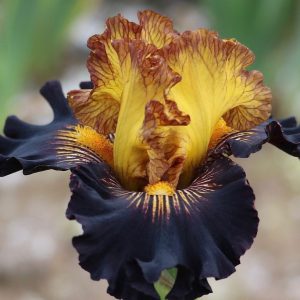War of Words Iris flower