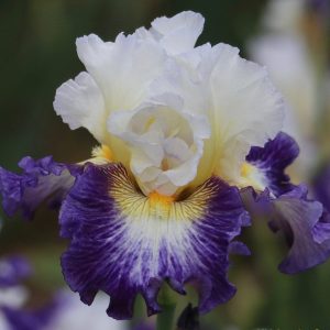 What A Feeling Iris flower