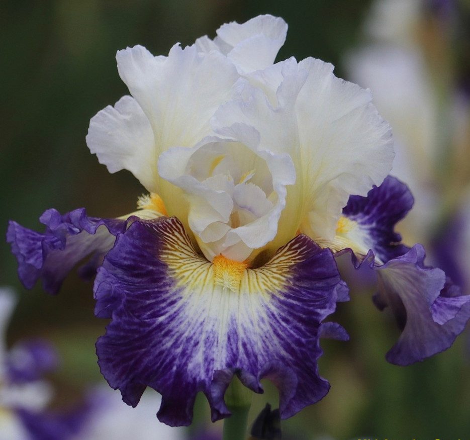 What A Feeling Iris flower