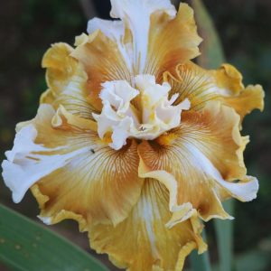 Why Be Normal Iris flower