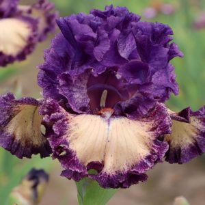Wild About You Iris flower