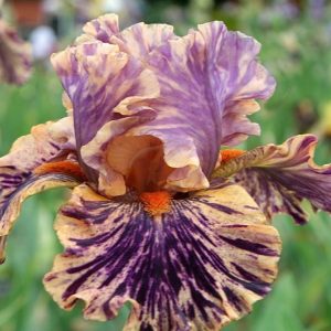 Wild Streak Iris flower