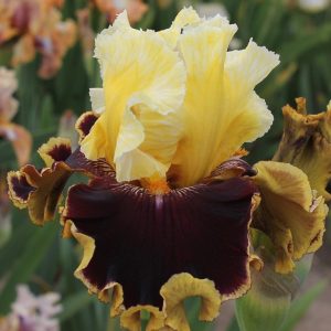 You Flirt Iris flower