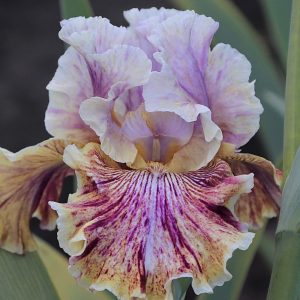 Zip Zing Zowie Iris flower