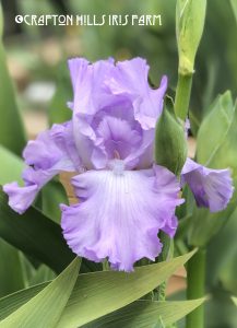 Mary-Frances-4-2019-217x300