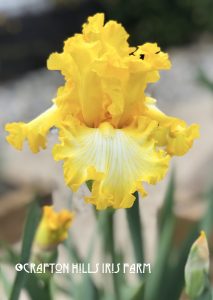 Thats-All-Folks-4-2018-213x300