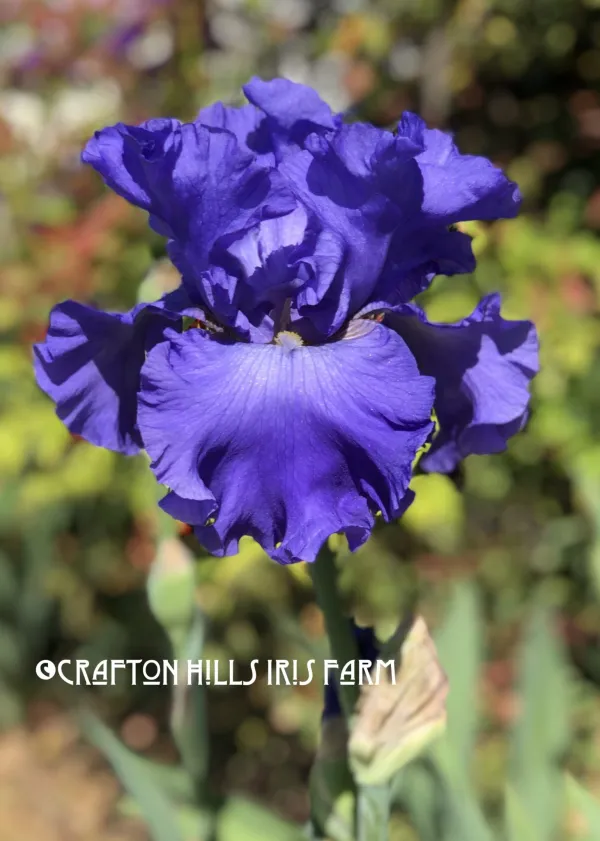 Yaquina-Blue-4-2019-600x841