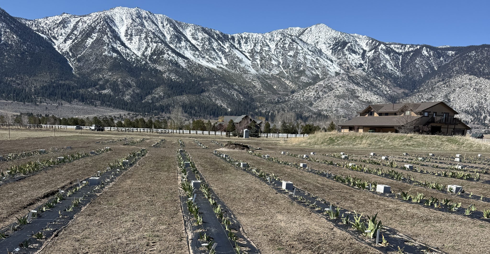 Crafton Hills Iris Farm Newsletter