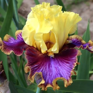 All About Color