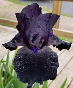 Anvil of Darkness