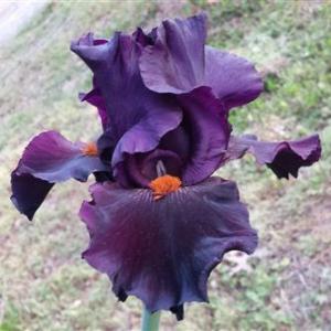 Dracula's Kiss