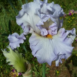 Lavender Lustre
