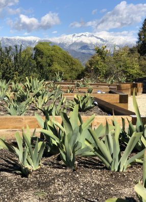 Crafton Hills Iris Farm