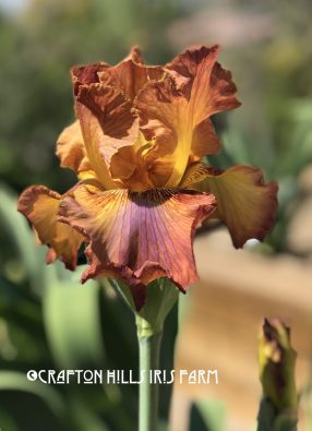 Flower from Crafton Hills Iris Farm